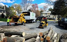 How Our Tree Care Process Works  in  Emporia, VA