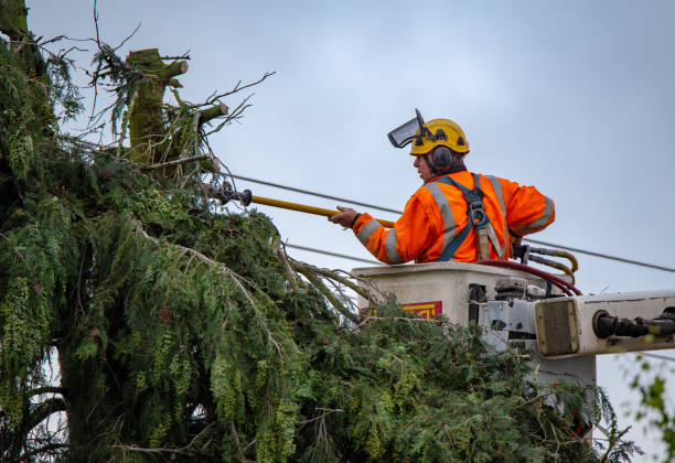 Trusted Emporia, VA Tree Care Experts