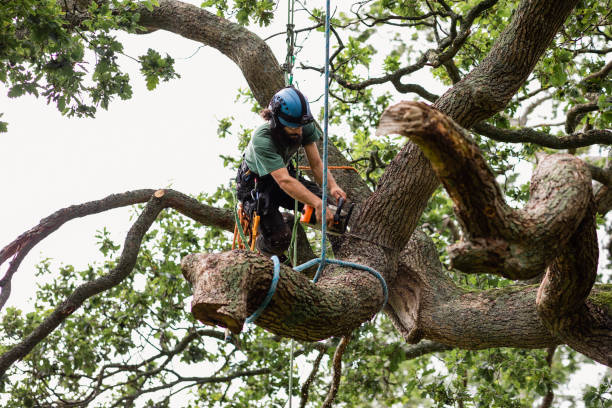 Best Lawn Dethatching  in Emporia, VA