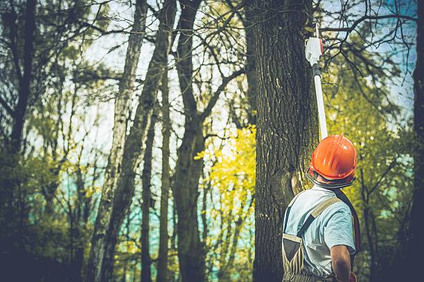 Best Hazardous Tree Removal  in Emporia, VA